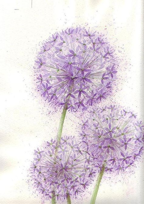 Allium Flowers Painting, Purple Dandelion Wallpaper, Abstract Dandelion Painting, Allium Flower Tattoo, Allium Flowers Drawing, Allium Drawing, Allium Watercolor, Allium Tattoo, Allium Wallpaper