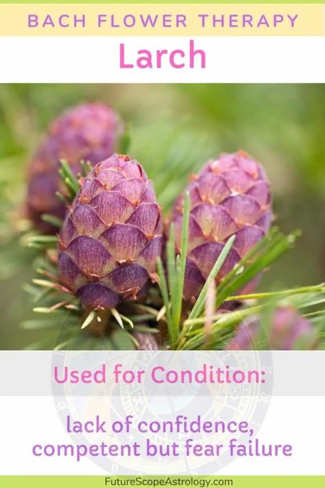 Larch in Bach flower therapy : properties, benefits, uses – FutureScope Astrology Bach Flowers, List Of Flowers, Lack Of Confidence, Spiritual Cleansing, Flower Therapy, Deciduous Trees, Natural Living, Astrology, Benefits