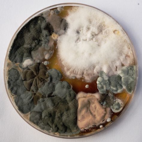 Textiles Nature, Mould Art, Af Vandevorst, Mold Art, Decay Art, Growth And Decay, Petri Dishes, Bio Art, Petri Dish