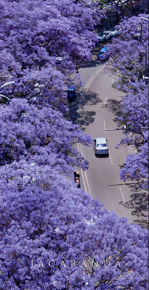 Wallpaper Edgy, Background Retro, Wallpaper Homescreen, Dark Wallpapers, Wallpaper Retro, Flowers Photography Wallpaper, Photographie Portrait Inspiration, Purple Trees, Wallpaper Dark