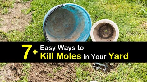 7+ Easy Ways to Kill Moles in Your Yard Mole Removal Yard, Moles In Yard, Mole Tunnels, Getting Rid Of Gophers, Mole Repellent, Diy Tips And Tricks, Lawn Pests, Rid Of Blackheads, Garden Remedies