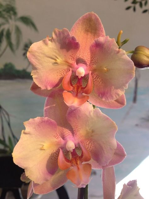 Fleur Orange, Boquette Flowers, Nothing But Flowers, Flower Therapy, Pretty Plants, Orchid Flower, Exotic Flowers, Flowers Nature, Love Flowers