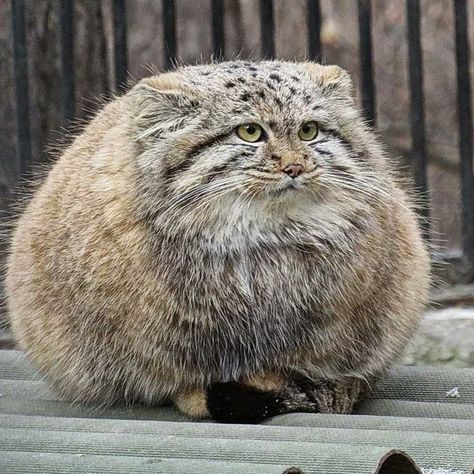 Manul Cat, Small Wild Cats, Pallas's Cat, Savannah Cat, Super Cute Animals, Fluffy Animals, Fat Cats, Funny Cute Cats, Silly Cats