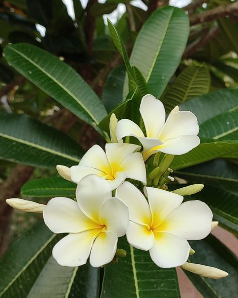 Plumeria alba, commonly known as frangipani or West Indian jasmine, is a traditional and ancient folklore medicine known for its antimicrobial, anti-inflammatory, and antioxidant properties. Indian Flowers Photography, Indian Jasmine Flower, Plumeria Aesthetic, Frangipani Plant, Plumeria Alba, Indian Jasmine, Pakistani Art, Frangipani Flower, Mediterranean Aesthetic