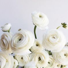 White Runuculous, White Fall Flowers, Cream Ranunculus, Ranunculus Centerpiece, Ranunculus Arrangement, Ranunculus Garden, Ranunculus White, Ranunculus Wedding, Peach Ranunculus