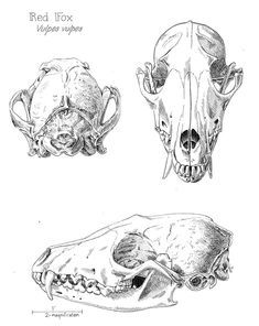 Picture Animal Skull Drawing, Canine Skull, Fox Skull, Dog Skull, Skull Anatomy, Skull Reference, Skull Sketch, Wolf Skull, Skeleton Drawings