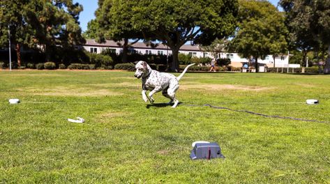 Beginner’s Guide to Lure Coursing Lure Coursing, Dog Sports, Dog Activities, Sporting Dogs, How To Gain Confidence, How To Run Faster, Beginners Guide, Small Pets, Dog Love