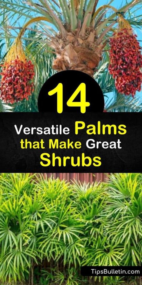 14 Versatile Palms that Make Great Shrubs Mexican Palm Tree, Bottle Palm Tree, Palm Tree Types, Windmill Palm, Sabal Palm, Unique Landscaping, Mexican Fan Palm, Mexican Palm, Florida Trees