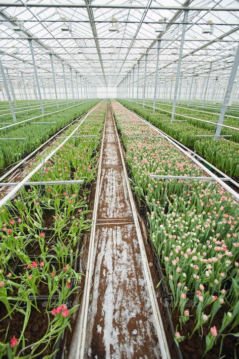 Flower Farm Greenhouse, Floral Greenhouse, Industrial Greenhouse, Angle Background, Flower Greenhouse, Flower Farm Wedding, Greenhouse Flowers, Vicente Fox, Vertical Background