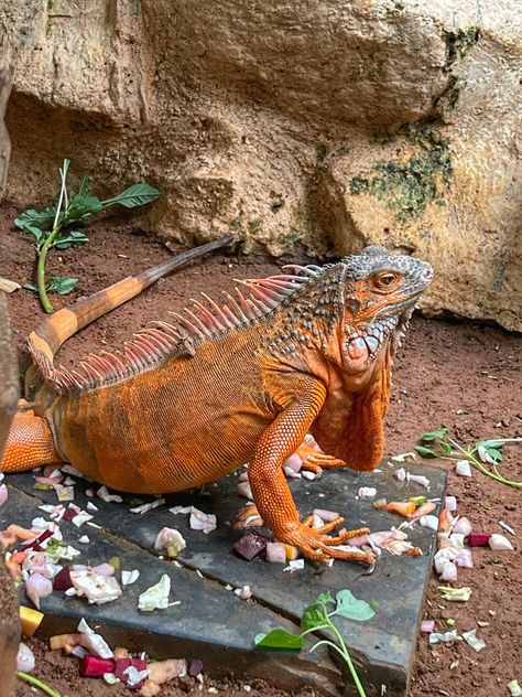 #iguana #pet #zoo #vegetarian #feed #chennai #guindypark Iguana Pet, Chennai, Travel Blog, Pet, Animals, Travel, Pink