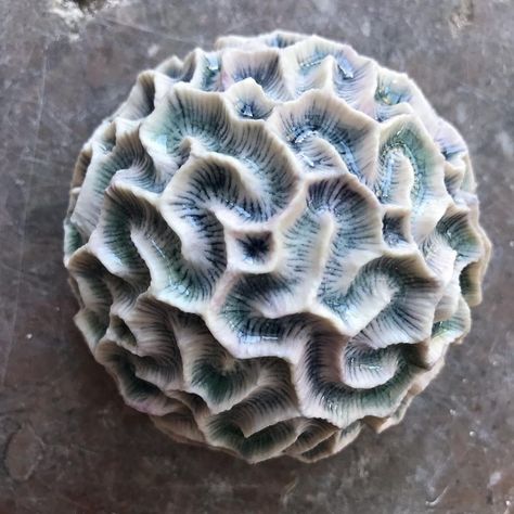 Lisa Seaurchin on Instagram: “53/100 of #the100dayproject I found this lonely little piece at the bottom of my kiln...goodness knows how I managed to miss it! I did…” Lisa Seaurchin, Velvet Underglaze, Coral Sculpture, Organic Abstract, Coral Art, Organic Ceramics, Wood Ash, Ceramic Texture, Ap Art