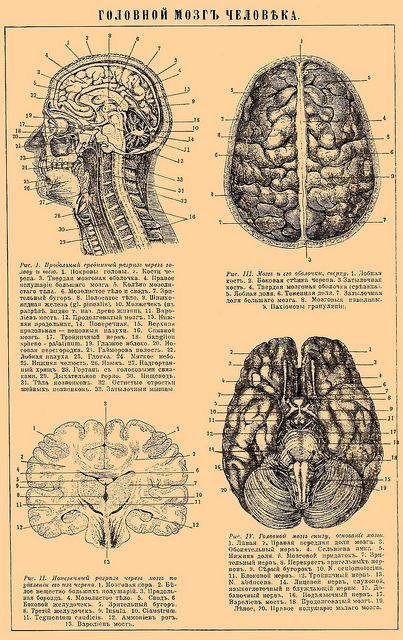 Insane Asylum Halloween, Human Brain Anatomy, Anatomical Illustration, Asylum Halloween, Left Brain, Medical Posters, Insane Asylum, Brain Anatomy, The Human Brain