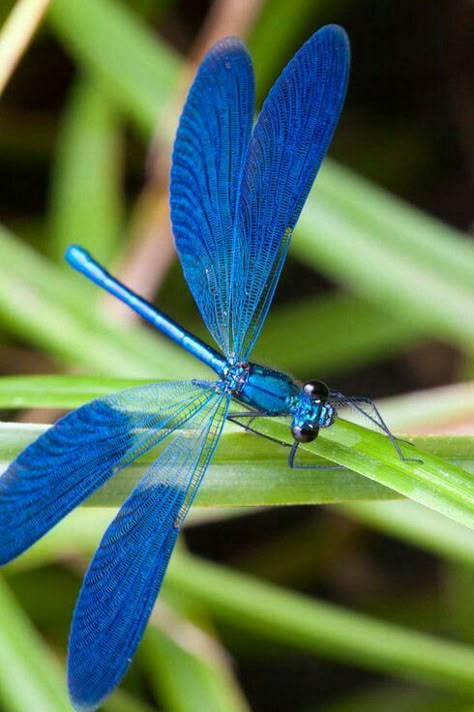 Dragonfly Photography Amazing Pictures, Pictures Of Dragonflies, Dragonfly Species, Real Dragonfly, Types Of Dragonflies, Dragonfly Pictures, Flying Bugs, Dragonfly Artwork, Dragonfly Images