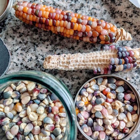 Glass Gem Corn Seeds (Flint Corn): Saving Popcorn Kernels - Bunny's Garden Popcorn Plant, Flint Corn, Glass Gem Corn, Popcorn Seeds, Corn Stalks, Seed Storage, Popcorn Kernels, Corn Seed, Corn Plant