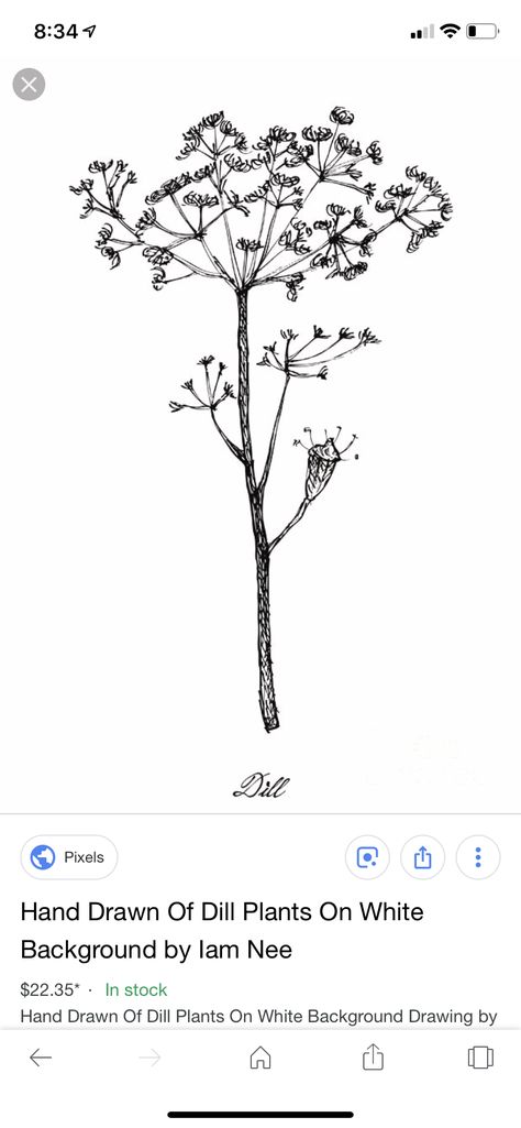 Dill sprig Dill Drawings, Dill Tattoos, Just Ink, Background Drawing, Flower Tattoos, Sleeve Tattoos, White Background, Tatting, How To Draw Hands