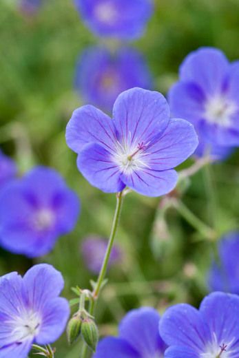 Geranium, Brookside, Cranesbill 'Brookside', Hardy Geraniums, Best geraniums, Blue geraniums, AGM Geraniums, Best groundcovers Geranium Brookside, Diy Silk Flower Arrangements, Plants For Planters, Top Garden Design, Rose Companion Plants, Blue Geranium, Rabbit Resistant Plants, Cranesbill Geranium, Cottage Garden Flowers