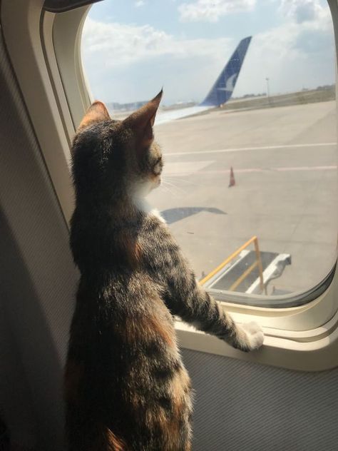 15 Perfectly Polite Pets Who Can Travel With Ease – InspireMore Pet Ducks, Public Transit, Cat Travel, Therapy Dogs, Sendai, Cute Cats And Kittens, Cute Kittens, Beautiful Cats, 귀여운 동물