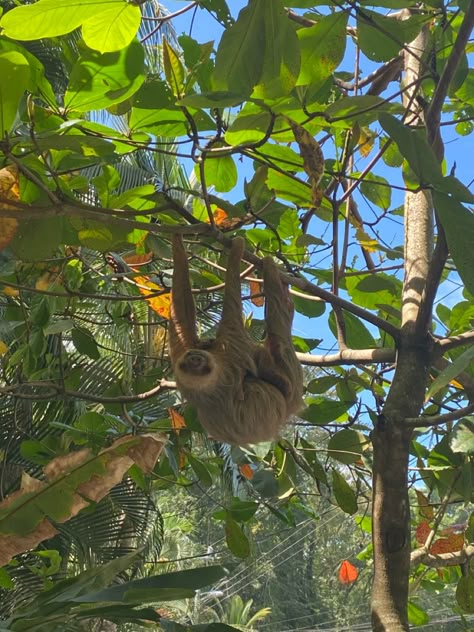 Sloth Aesthetic, Cost Rica, Costa Rica Vacation, Senior Trip, Costa Rica Travel, Dream Travel Destinations, Cute Aesthetic, Summer Pictures, Travel Goals