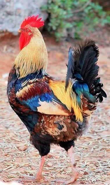 Bird Breeds, Regnul Animal, Chicken Pictures, Fancy Chickens, Beautiful Chickens, Cute Chickens, Chickens And Roosters, Chicken Breeds, Pet Chickens