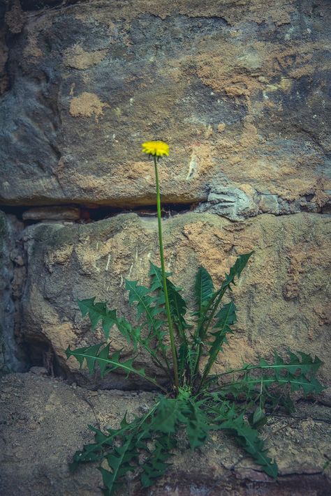 Dandelion growing on a wall | free image by rawpixel.com / Markus Spiske Brick Wall Gardens, Dandelion Leaves, Garden Weeds, Gardening Advice, Wall Garden, Garden Landscape, Rock Garden, Organic Gardening, Nature Photos