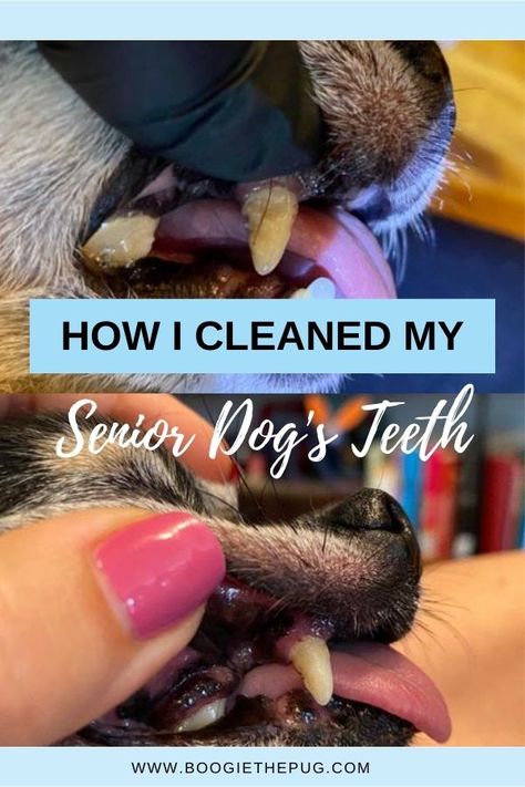 Clean Dogs Teeth, Stinky Dog Breath, Dog Teeth Care, Kittens Fluffy, Brushing Dogs Teeth, Stinky Dog, Kitty Funny, Dogs Teeth, Dog Remedies