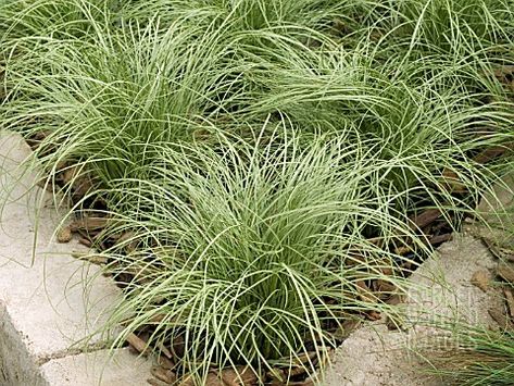 CAREX_AMAZON_MIST Carex Comans, Ornamental Grass, Grass Seed, Garden Photos, Ornamental Grasses, Pot Sets, Picture Library, Garden Plants, Mist