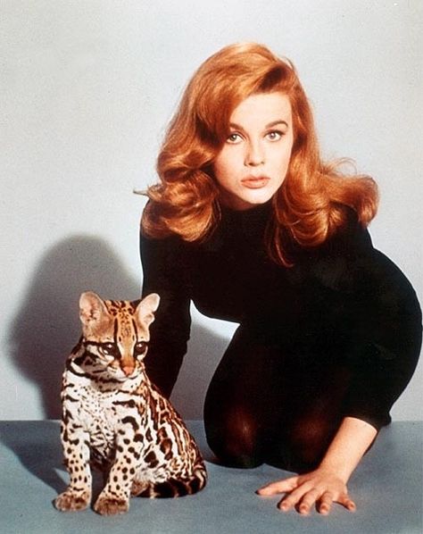 Anne Margret, Linda Christian, Anne Margaret, Ann Margaret, Preston Bailey, Bengal Kitten, Faye Dunaway, The Cardigans, Elizabeth Montgomery