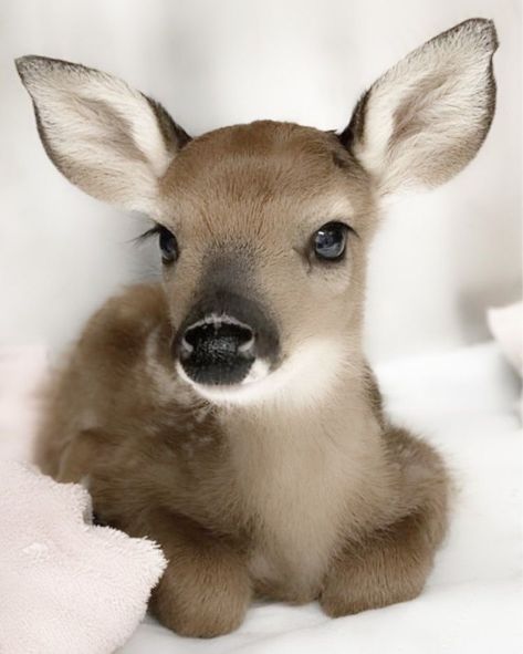 Face Reveal, Baby Deer, Deer, Lashes, Pink