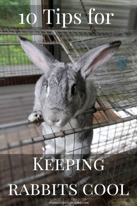 Learn how to keep outdoor rabbits cool during the summer months, pin image. Keeping Rabbits, Rabbit Pellets, Raising Rabbits, Bunny Care, Wooden Sheds, House Rabbit, Metal Shed, Pin Image, Summer Months