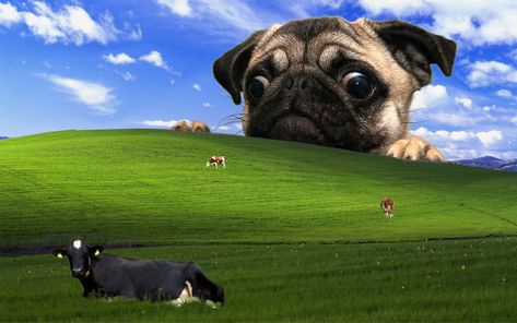 I'd Like To Share My Favorite Wallpaper Wallpaper Pug, Funny Computer Wallpaper, Creative Desktop Wallpaper, Windows Desktop Wallpaper, Pug Wallpaper, Dog Wallpaper Iphone, Cool Desktop Wallpapers, Cool Desktop Backgrounds, Computer Humor