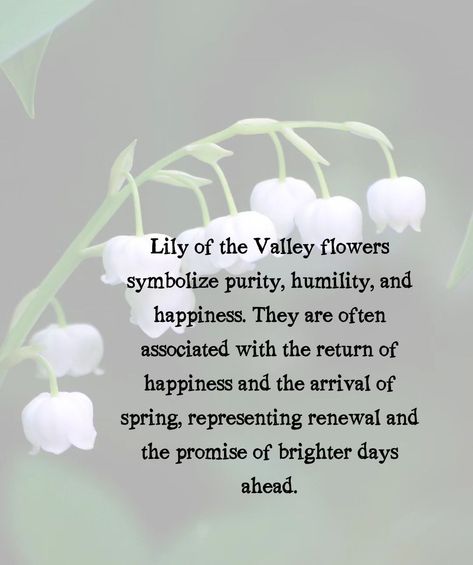 Lily of the Valley flowers symbolize purity, humility, and happiness. They are often associated with the return of happiness and the arrival of spring, representing renewal and the promise of brighter days ahead. Lily Of The Valley And Tulips, Lily Of The Valley Symbolism, Lily Of The Valley Purple, Lillie’s Of The Valley Flowers, Lillies Of Valley, Lilly Of The Valleys, Lily Of The Valley Meaning, Flowers And Meanings, Lily In The Valley