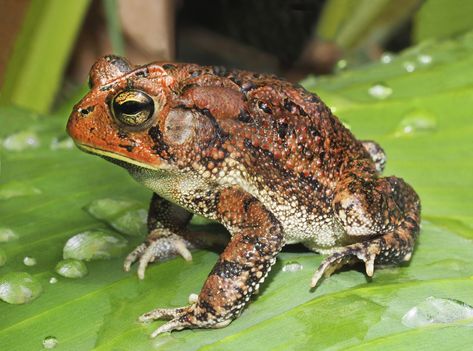 Toad Animal, Poisonous Animals, Cane Toad, Australian Wildlife, Cat Fleas, Dog Allergies, Dog Safety, Can Dogs Eat, Frog And Toad