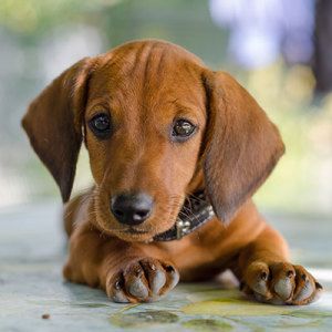 Dachshund Adoption, Best Apartment Dogs, Dachshund Puppy Long Haired, Dachshund Breed, Apartment Dogs, Baby Dachshund, Dachshund Puppies For Sale, Dachshund Puppy Miniature, Cheap Dogs