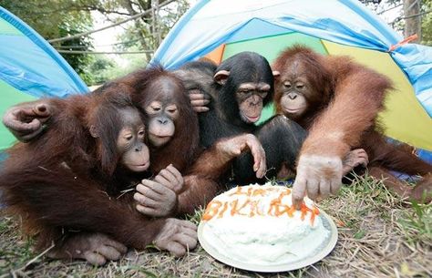 Funny Monkey Pictures, Silly Animal Pictures, 20 November, Funny Monkey, Monkey Pictures, Spider Monkey, Monkey 3, In The Zoo, Great Ape