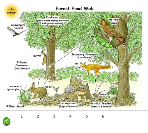 Thinglink Multimedia Cheat Sheets | Learn Moore Stuff Forest Ecosystem Project, Forest Food Chain, Biodiversity Poster, Food Webs Projects, Forest Layers, Ecosystems Diorama, Forest Ecology, Forest Food, Ecosystems Projects