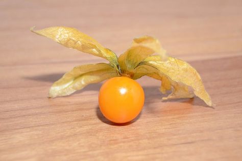 Golden berries are the 'superfood' you didn't know you needed in your kitchen. Ground Cherries, Golden Berry, Golden Berries, Cherry Plant, Cape Gooseberry, Garden Tattoos, Succulent Garden Indoor, Garden Tattoo, Starting Seeds Indoors