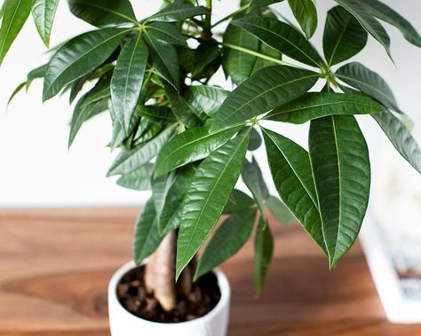 Money Tree: Plant Care & Growing Guide Bougainvillea Indoor, Plant Leaves Problems, Growing Ginseng, Money Tree Plant Care, Pecan Pie Recipe Southern, Amaryllis Plant, Money Tree Plant, Pachira Aquatica, Tree Branch Decor