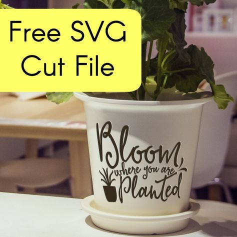 Free Spring 'Bloom Where You are Planted' SVG cut file for Silhouette Portrait or Cameo and Cricut Explore or Maker. Commercial use included. Punny Pots, Spring Silhouette, Cricut Expression, Bloom Where You Are Planted, Spring Projects, Free Cut Files, Diy Cricut, Flowers Spring, Silhouette Cameo Projects