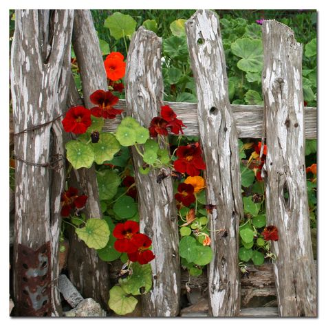 Flowers On Fence, Fence With Flowers, Flower Fence, Country Fences, Rustic Fence, Old Fences, Cottage Garden Design, Cottage Garden Plants, 강아지 그림