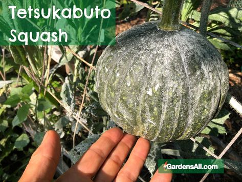 Tetsukabuto Squash - A Delicious Pest and Disease-Resistant Winter Squash - GardensAll Tetsukabuto Squash Recipes, Cattle Panel Trellis, Squash Bugs, Squash Plant, Cattle Panels, Cucumber Beetles, Insect Pest, Edible Landscaping, Powdery Mildew