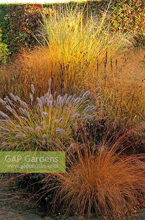 Sporobolus heterolepis, Pennisetum alopecuroides 'Cassian', Panicum virgatum 'Rehbraun', Panicum virgatum 'Shenandoah' Panicum virgatum 'Cloud Nine' with seedheads of perennials in Piet Oudolf's garden, Hummelo, The Netherlands Sporobolus Heterolepis, Pennisetum Alopecuroides, Panicum Virgatum, Prairie Garden, Grasses Landscaping, Plant Photography, Plant Combinations, Ornamental Grasses, Grasses