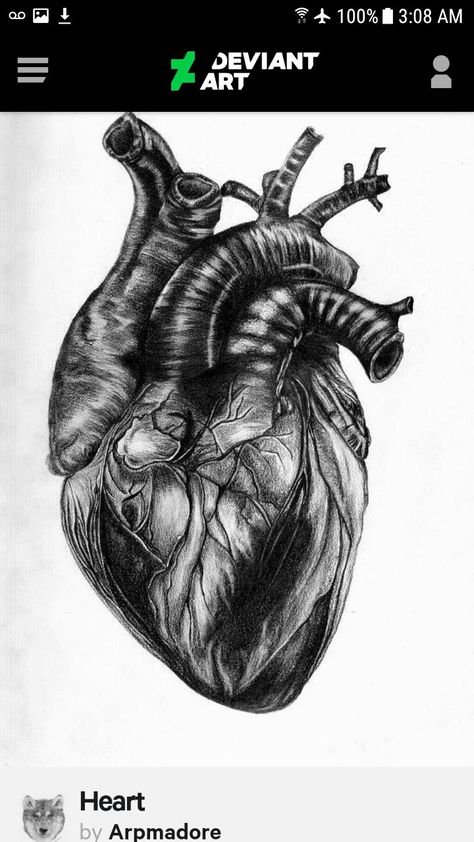 Realistic Brain Drawing, Heart Art Realistic, Real Life Heart Drawing, Heart Drawing Realistic Sketch, Real Heart Drawing, Realism Heart Tattoo, Atomically Correct Heart Drawing, Heart Realistic, Heart Pencil Drawing