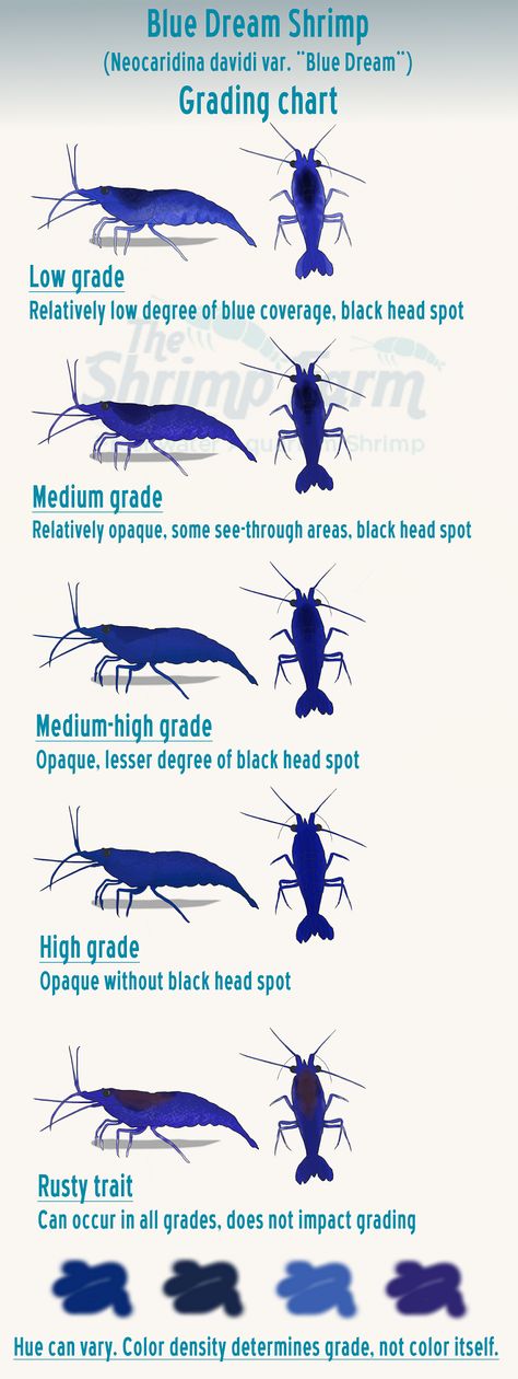 Wondering what grade your blue dream shrimp are? This handy chart is here to help! Neocaridina Shrimp, Pet Shrimp, Blue Shrimp, Red Cherry Shrimp, Freshwater Shrimp, Shrimp Farming, Aquarium Shrimp, Cherry Shrimp, Shrimp Tank