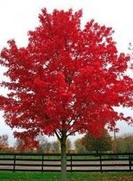 There's nothing like fall colors, and trees whose leaves turn red are spectacular.  Here are a few of these trees. Trees With Red Leaves, Acer Rubrum, Red Maple Tree, Red Maple, Red Tree, Red Leaves, Colorful Trees, Maple Tree, Garden Trees