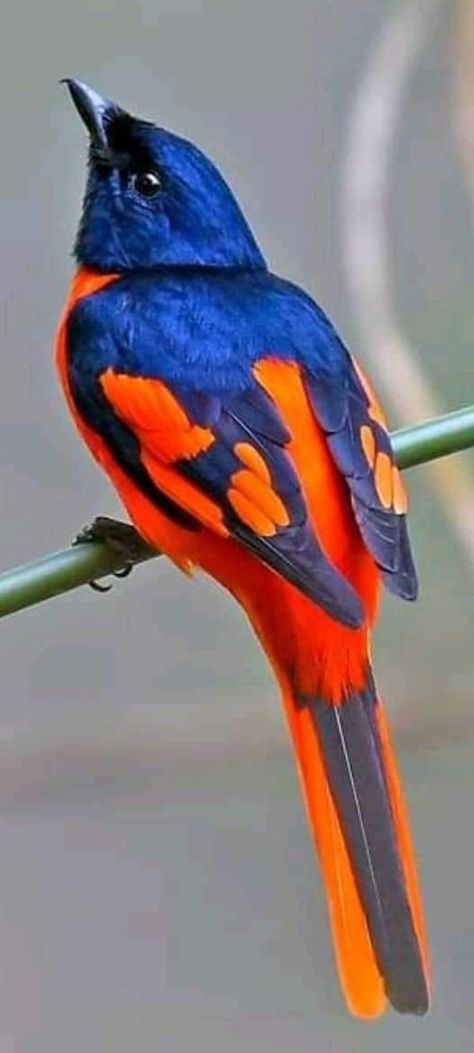 Bird Sitting, Most Beautiful Birds, Exotic Animals, Bright Winter, Kinds Of Birds, Rare Birds, Nature Birds, Bird Pictures, All Birds