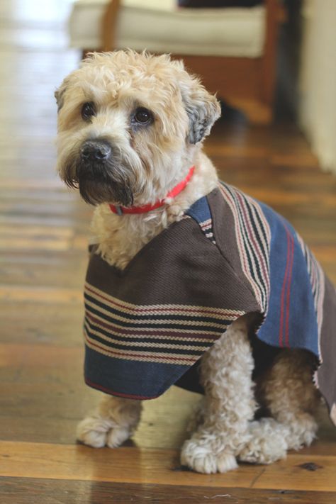 Ponchito Me Jealous, Dog Poncho, Cat Teepee, Pet Project, Boho Dog, Killing Me, Dog Safety, Free People Clothing Boutique, Dog Items