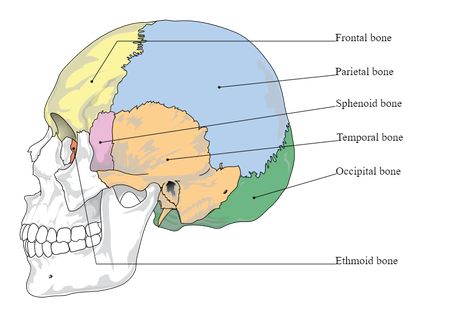 Ethmoid Bone, Anatomi Dan Fisiologi, 206 Bones, Sphenoid Bone, Types Of Fractures, Axial Skeleton, Fracture Healing, Dr Bones, Bone Healing