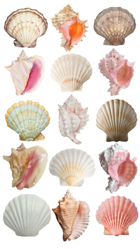 Natural Form Mood Board, Natural Forms Mood Board, Gcse Art Mood Board, Gcse Art Natural Forms, Weird Textures, Natural Forms Gcse, Shell Collage, Collage Creator, Ocean Shells