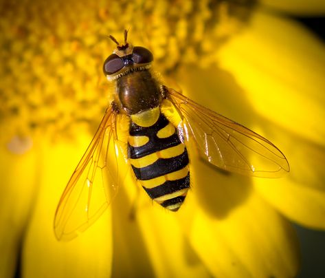 Photo Credit: Brian Rogers Hoverfly  - Hover fly, (family Syrphidae), also called flower fly, or syrphid fly, any member of a family that contains about 6,000 species of insects in the fly order, Diptera. Their various common names refer to the behaviour of hovering around flowers. Hover flies, with their yellow markings, resemble wasps or bees but do not bite or sting. SEE MORE INFO AT ENCYCLOPEDIA BRITTANICA Yellow Flies, Nouveau Flowers, Hoverfly, Art Nouveau Flowers, Spider Art, Common Names, The Fly, Wasp, Logo Design Inspiration