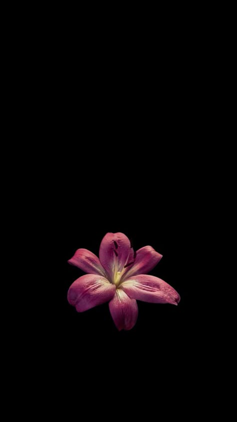 Black Background With Flower, Cute Wallpapers Dark, Hibiscus Flower Widget, Flower Wallpaper Black Backgrounds, Hibiscus Flower Black Background, Hibiscus Flower Wallpaper, Flowers Black Background, Islamic Wallpaper Iphone, Cute Summer Wallpapers